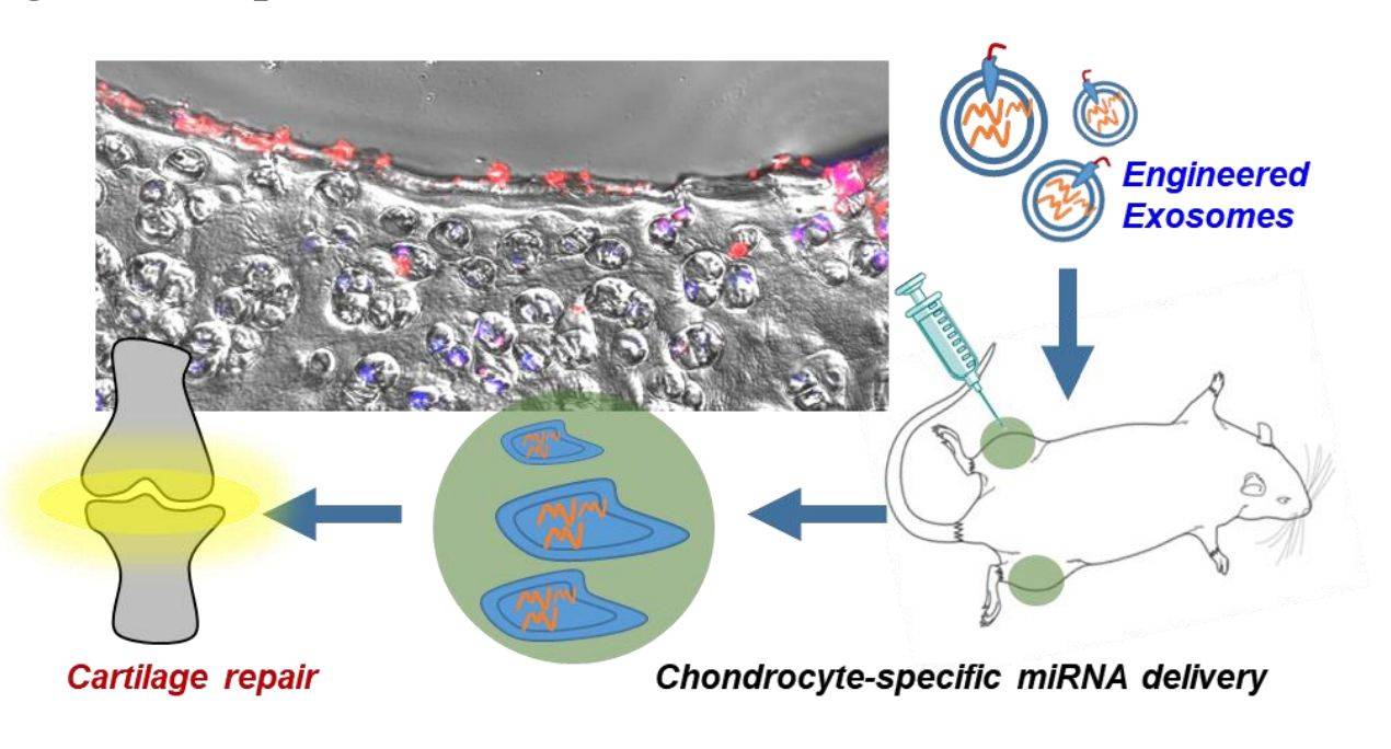 Figure 2. Engineered exosome targeted miRNA delivery.